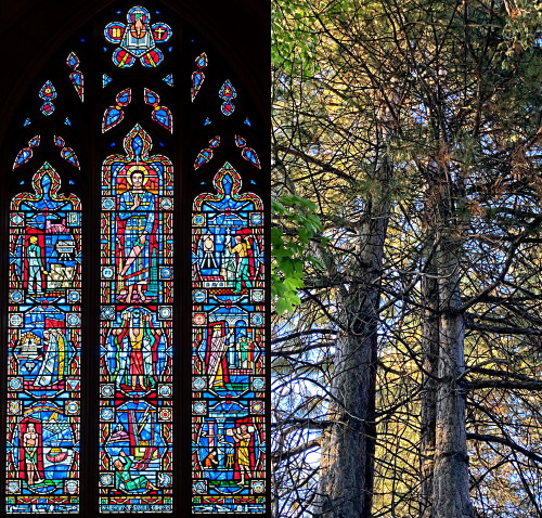 cathedral and tree cathedral