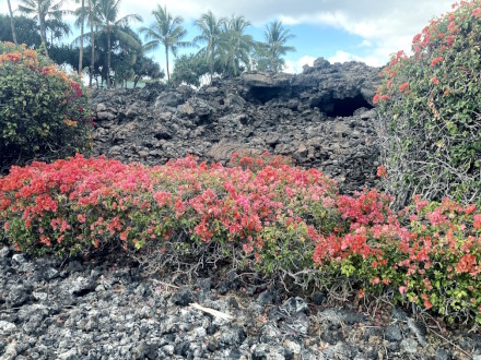 lava, flowers, palm trees